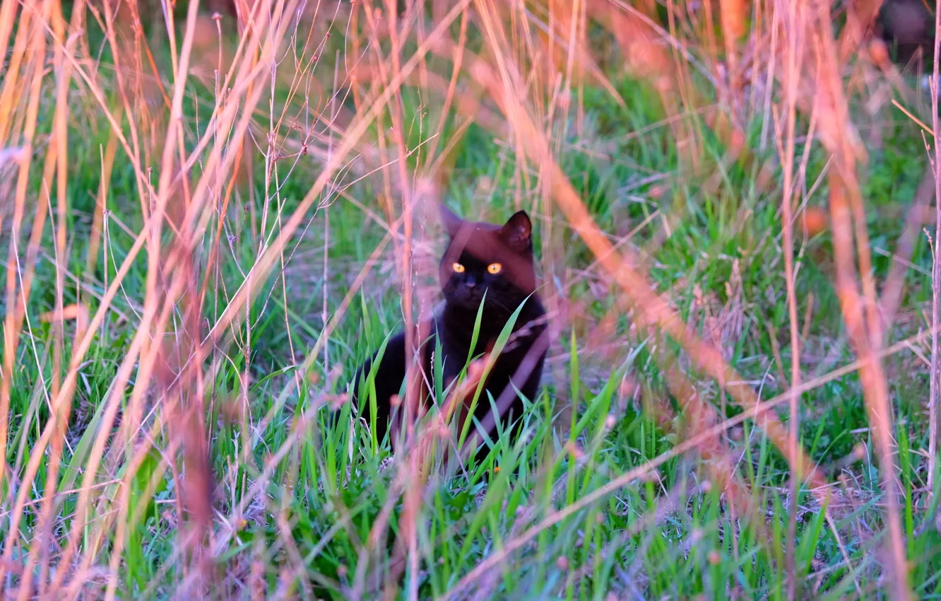 Фото обои трава, кот, закат, одиночество