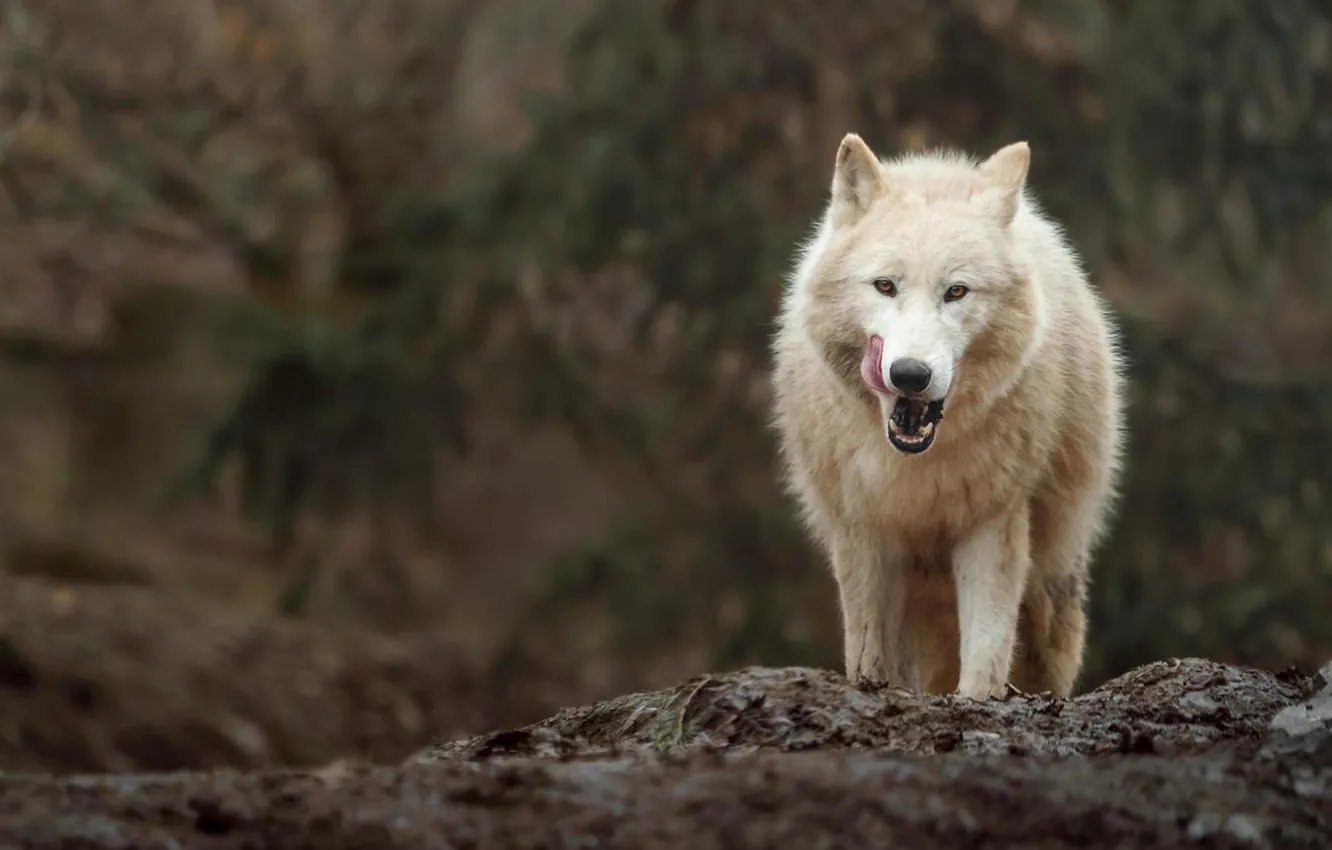 Фото обои nature, face, animal, wolf, wildlife, head, fur, mammal