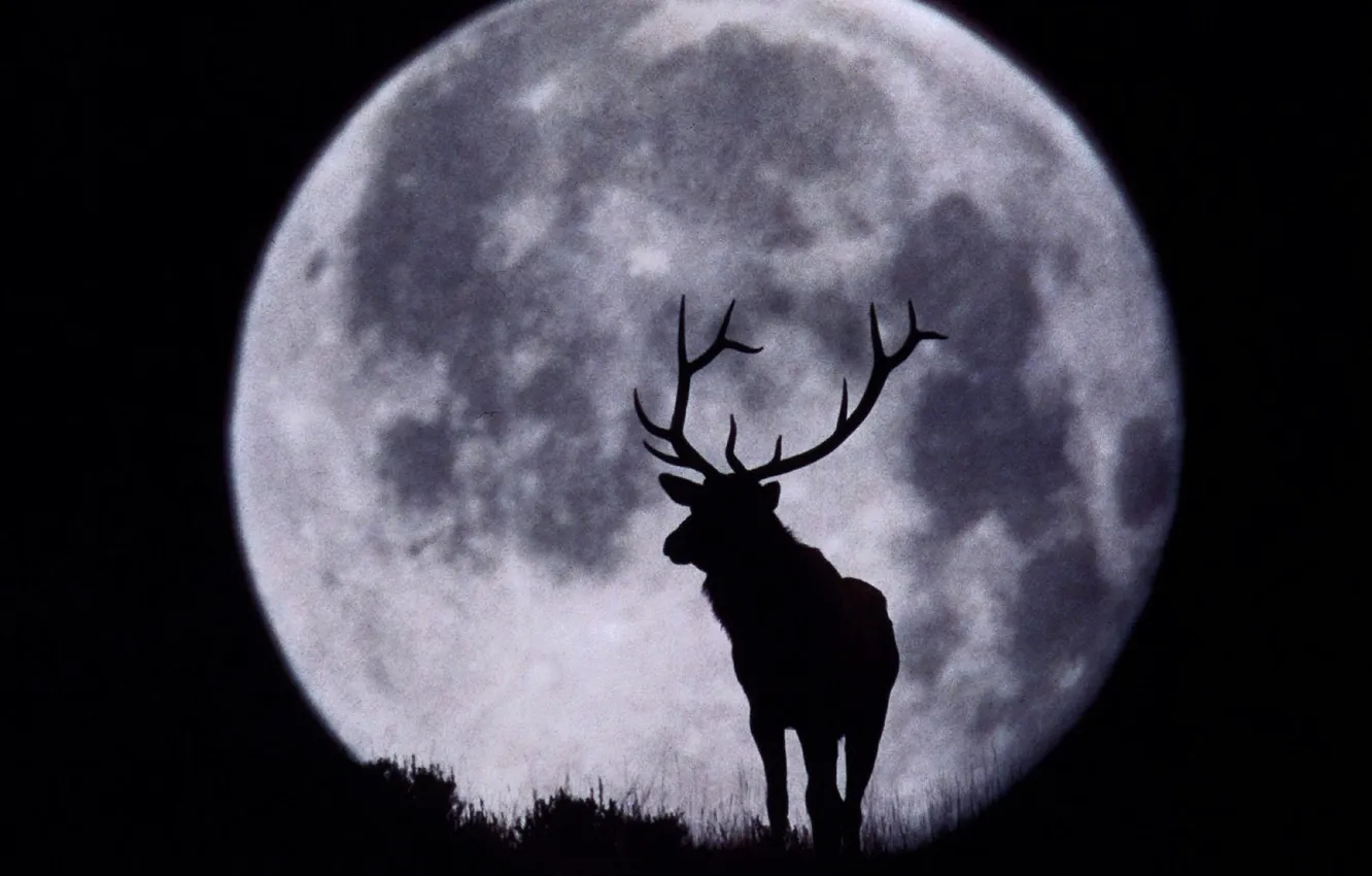 Фото обои луна, олень, силуэт, рога, чёрнобелый
