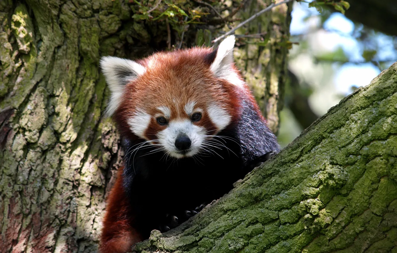 Фото обои дерево, животное, размытость, млекопитающее, Red Panda, Kрасная панда