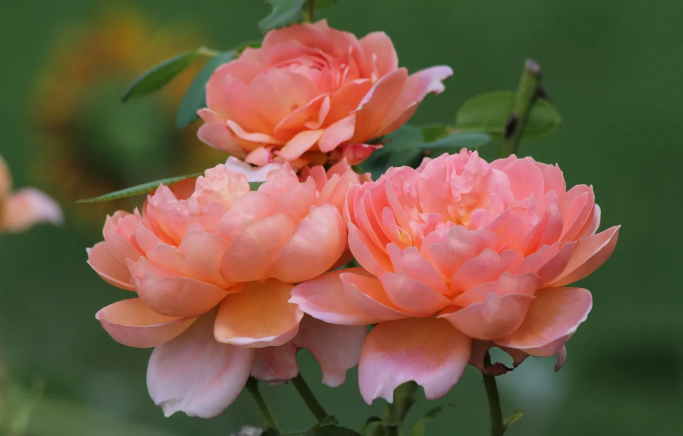 Фото обои розы, лепестки, персиковый