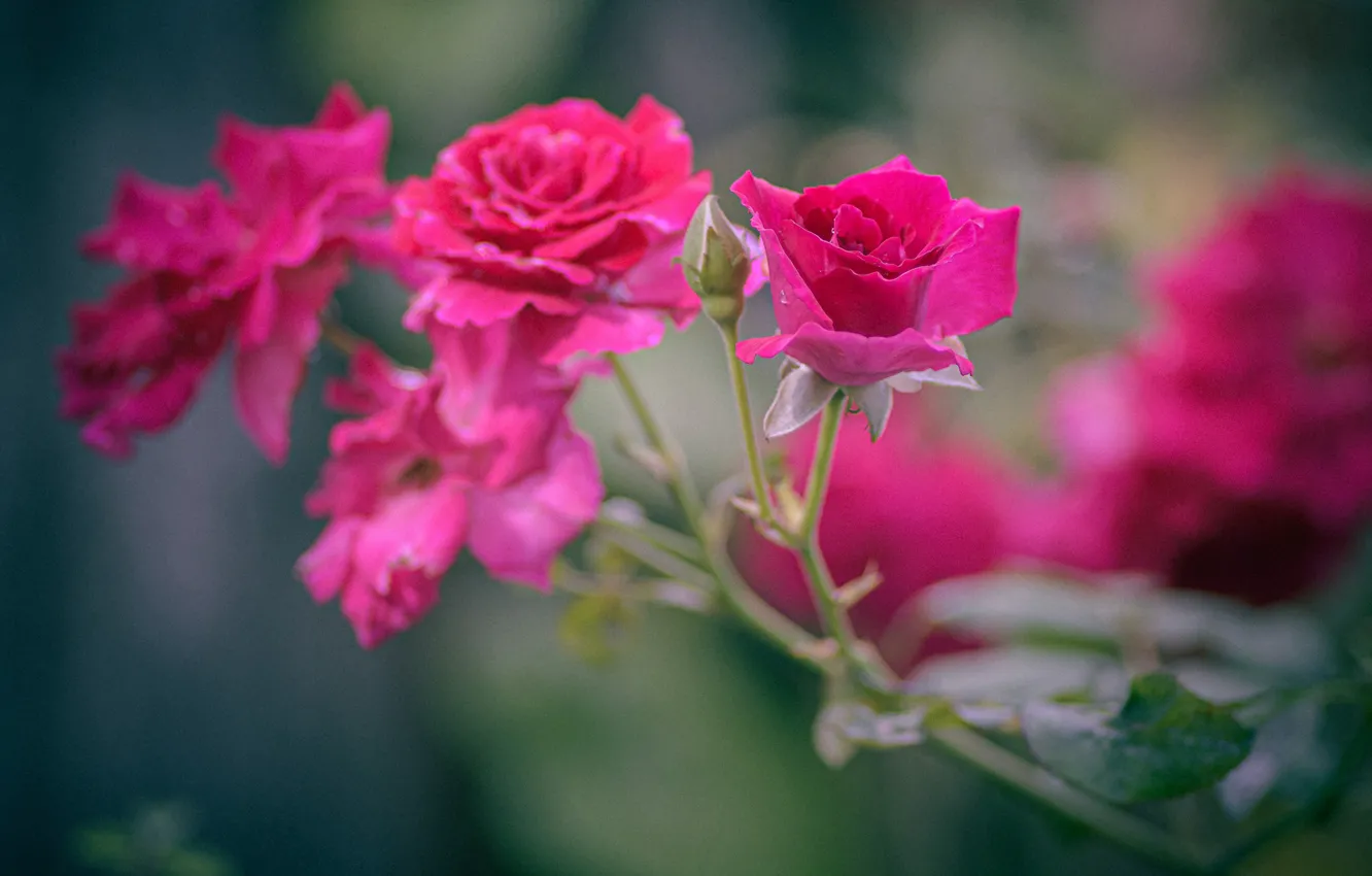 Фото обои розы, ветка, боке