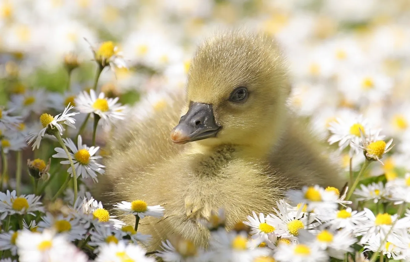 Фото обои Flowers, Small, Daisies, Geese