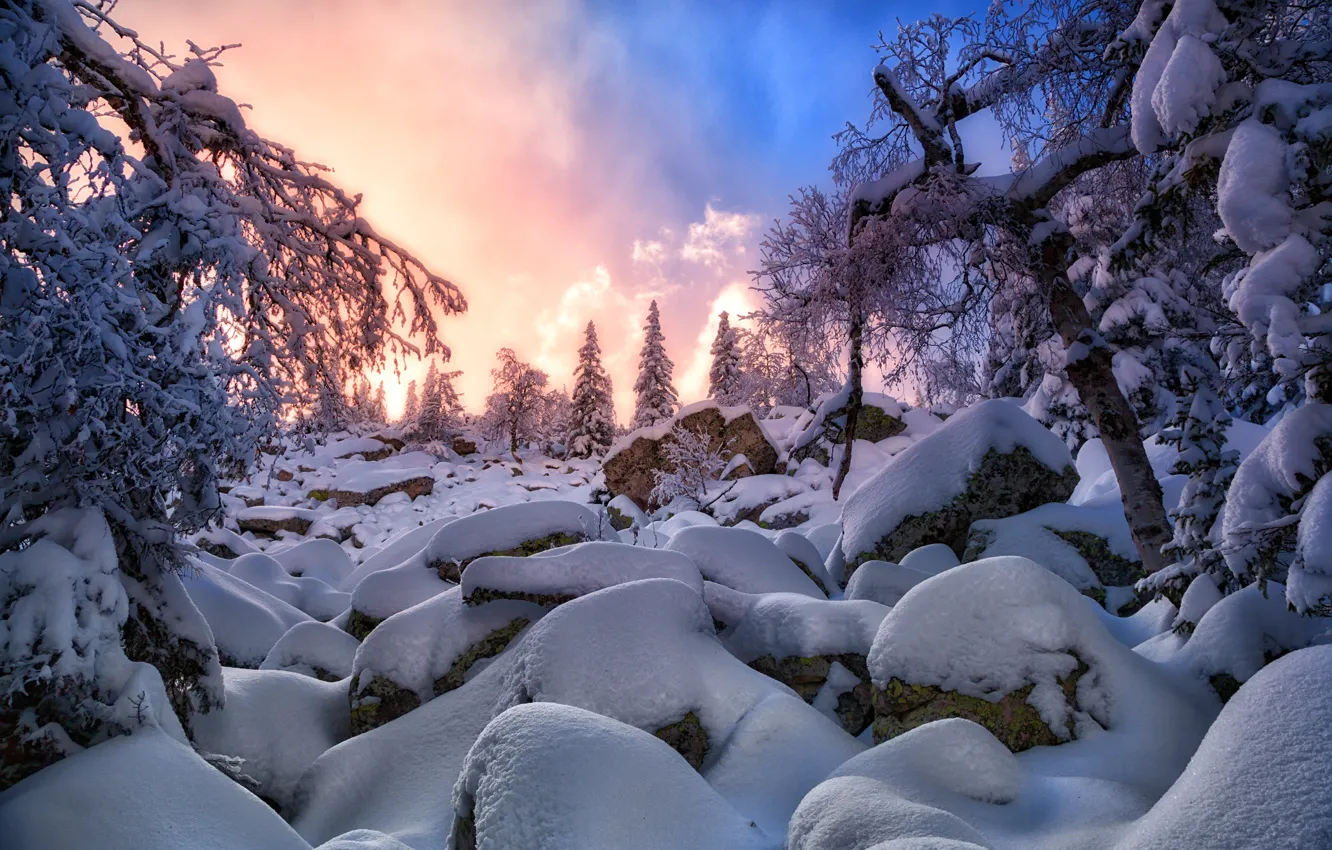 Фото обои зима, снег, закат, ель