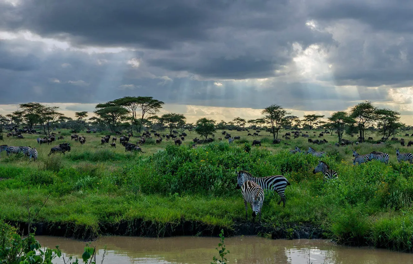 Фото обои зебра, Африка, Танзания, Национальный парк Серенгети