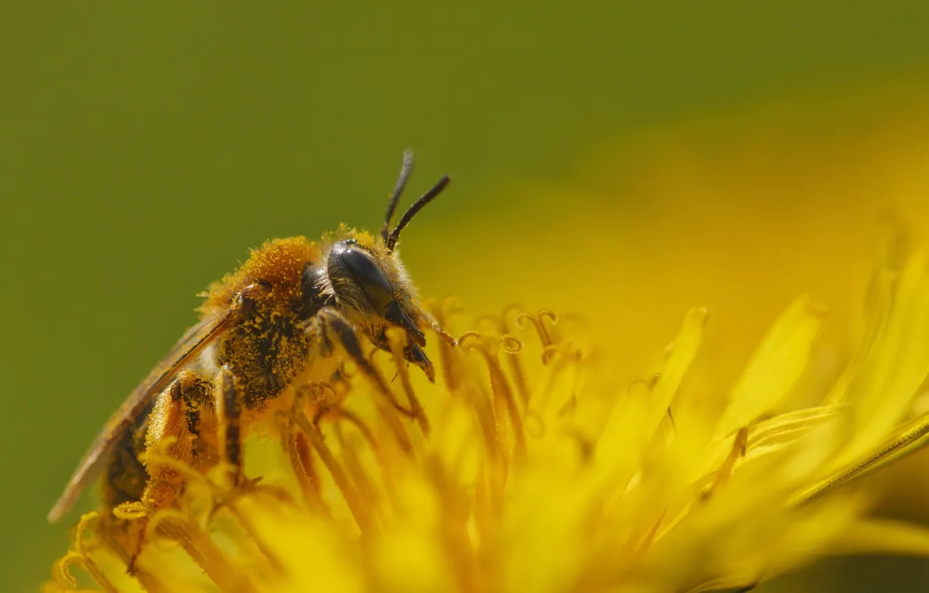 Фото обои цветок, желтый, нектар, пчела, пыльца