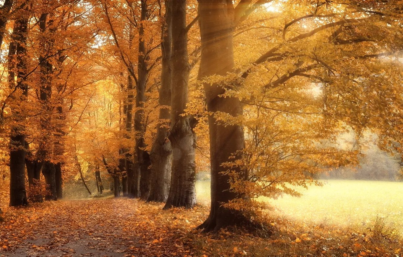 Фото обои дорога, осень, деревья