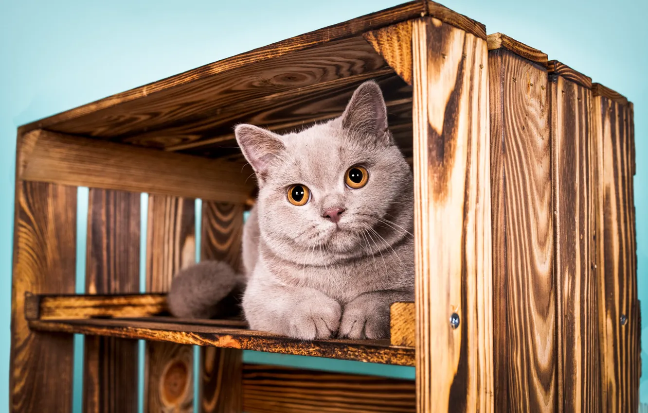 Фото обои кошка, кот, взгляд, поза, милая, котёнок, мордашка, милота