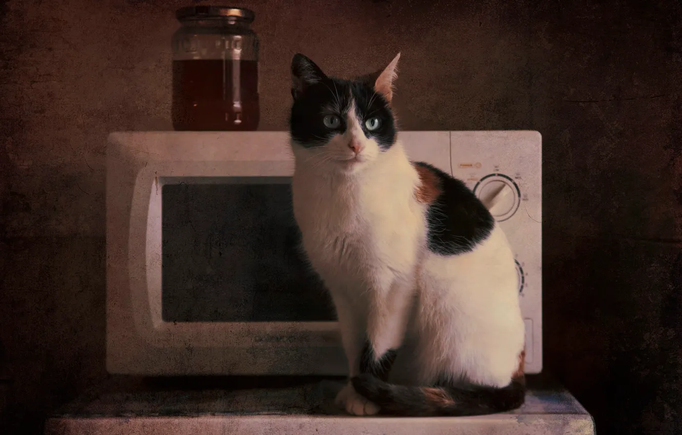 Фото обои кошка, кот, взгляд, фон, обработка, кухня, банка, печь