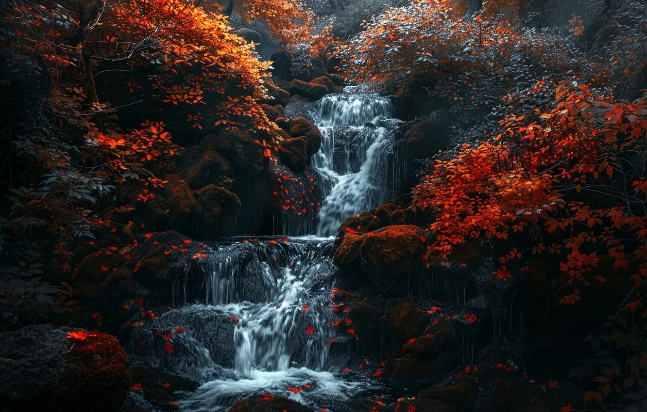 Фото обои осень, лес, деревья, ветки, камни, скалы, заросли, листва