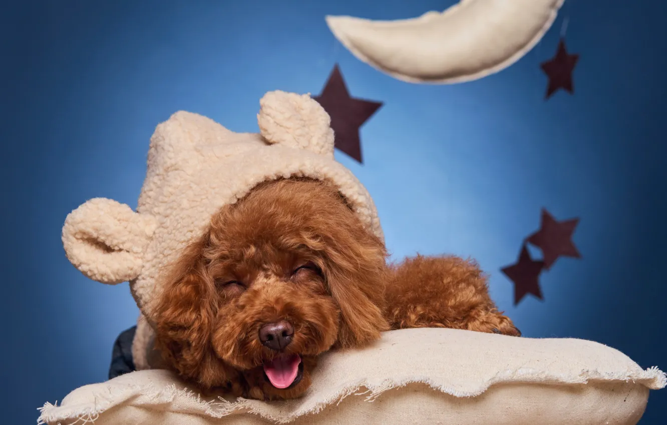 Фото обои улыбка, собака, подушка, пёсик, Пудель