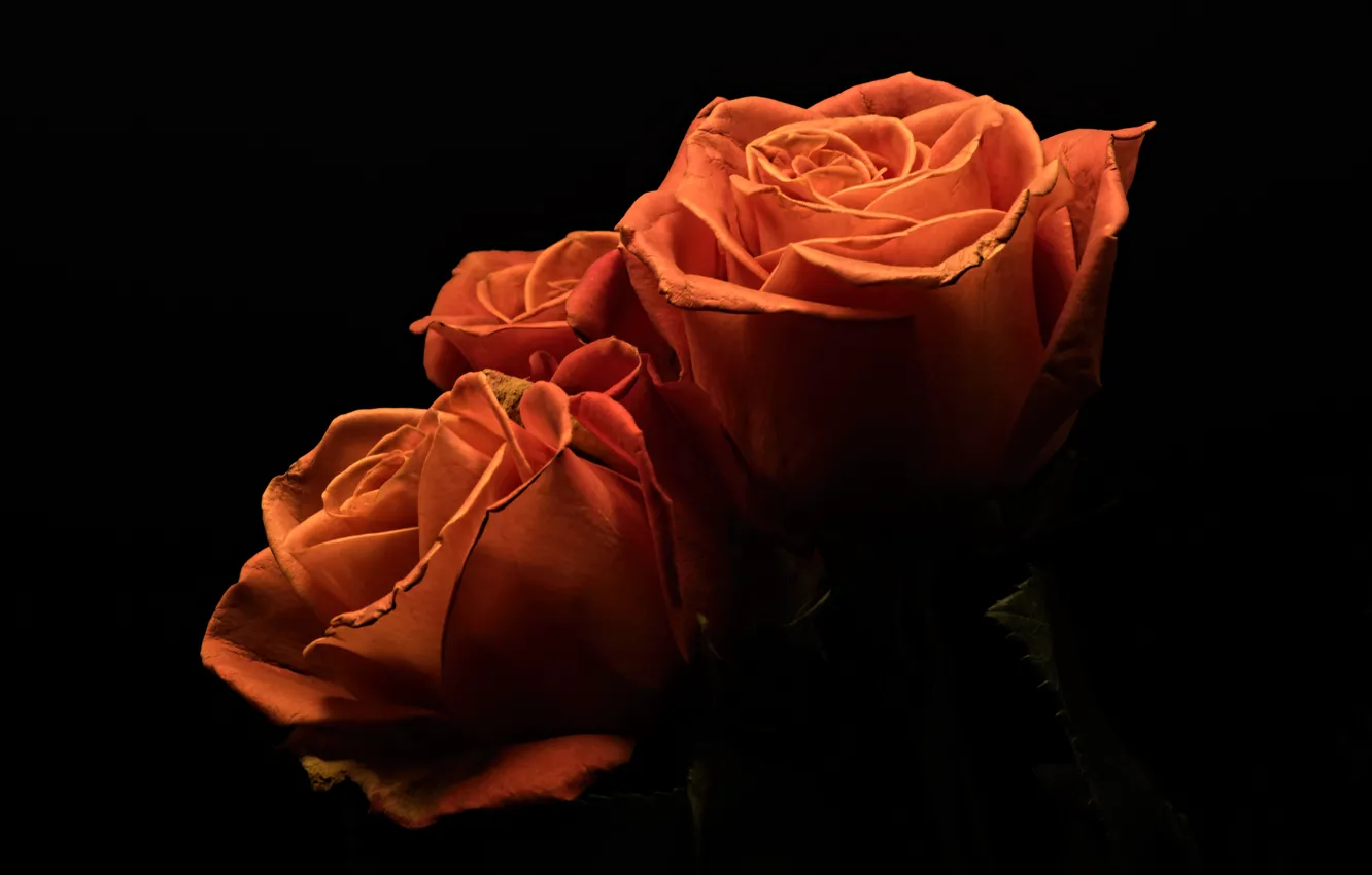 Фото обои цветы, розы, тёмный фон