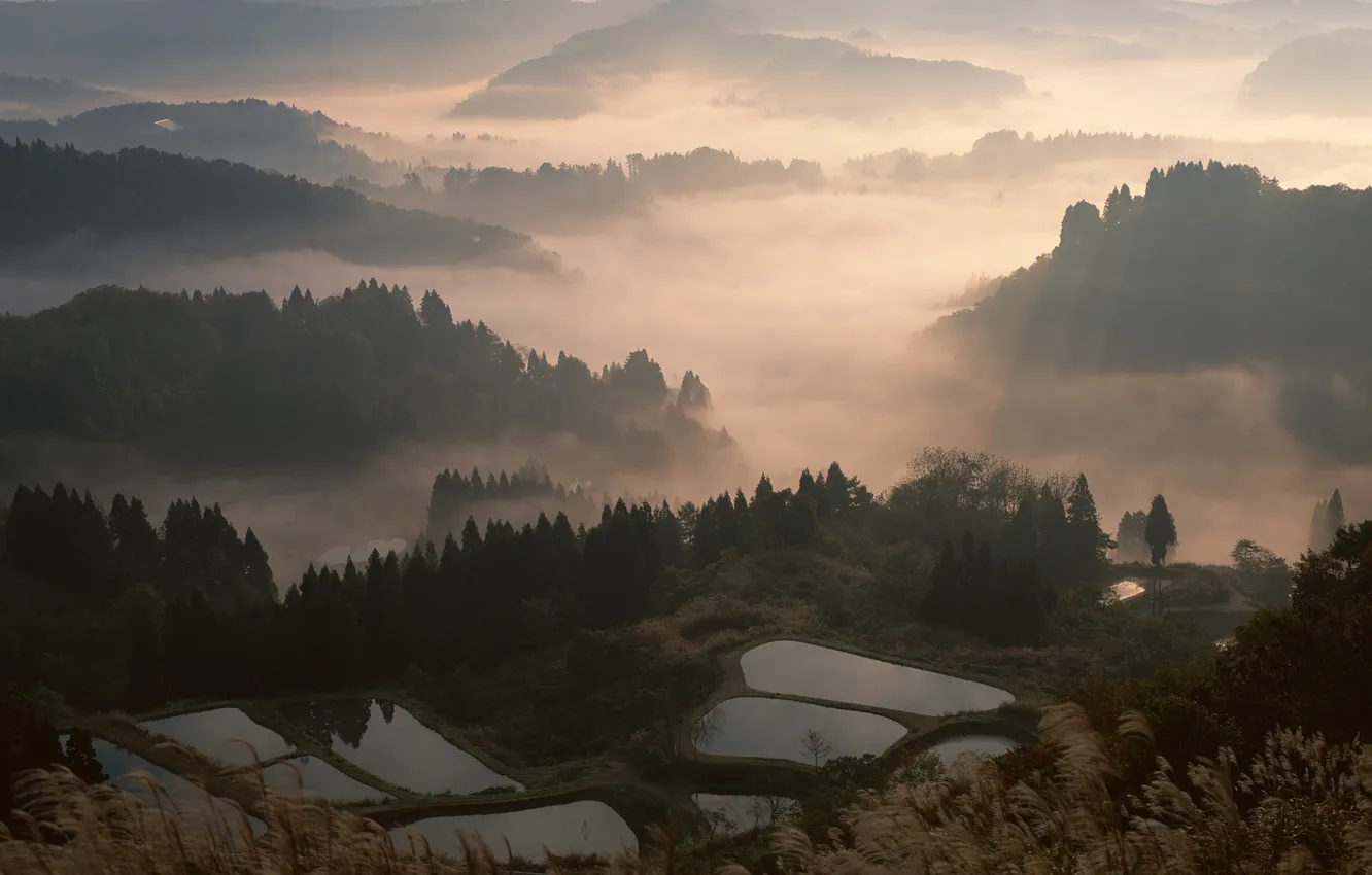 Фото обои лес, туман, япония