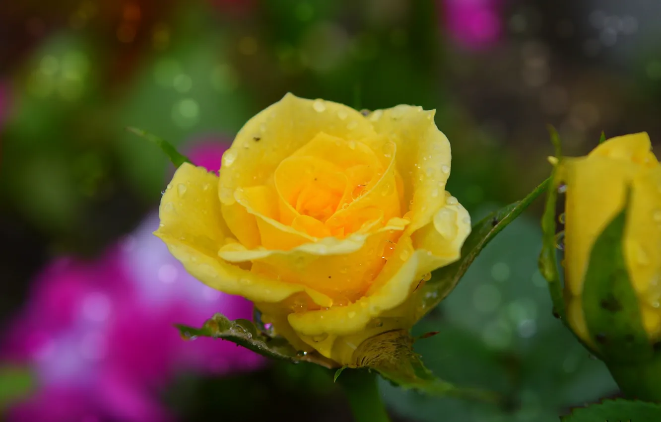 Фото обои Капли, Дождь, Rain, Drops, Yellow rose, Жёлтая роза