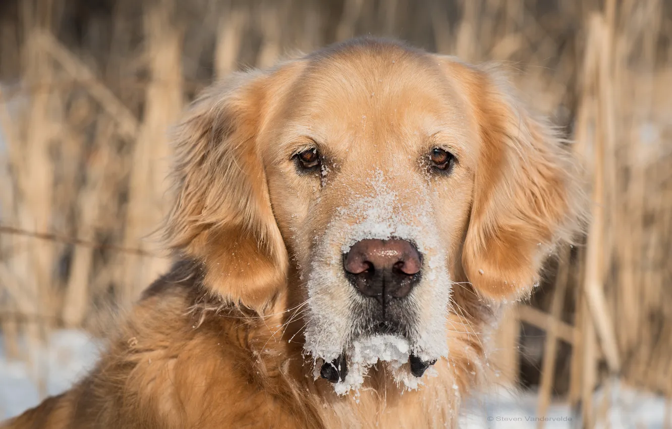 Фото обои взгляд, морда, снег, собака, пёс, Голден ретривер, Золотистый ретривер