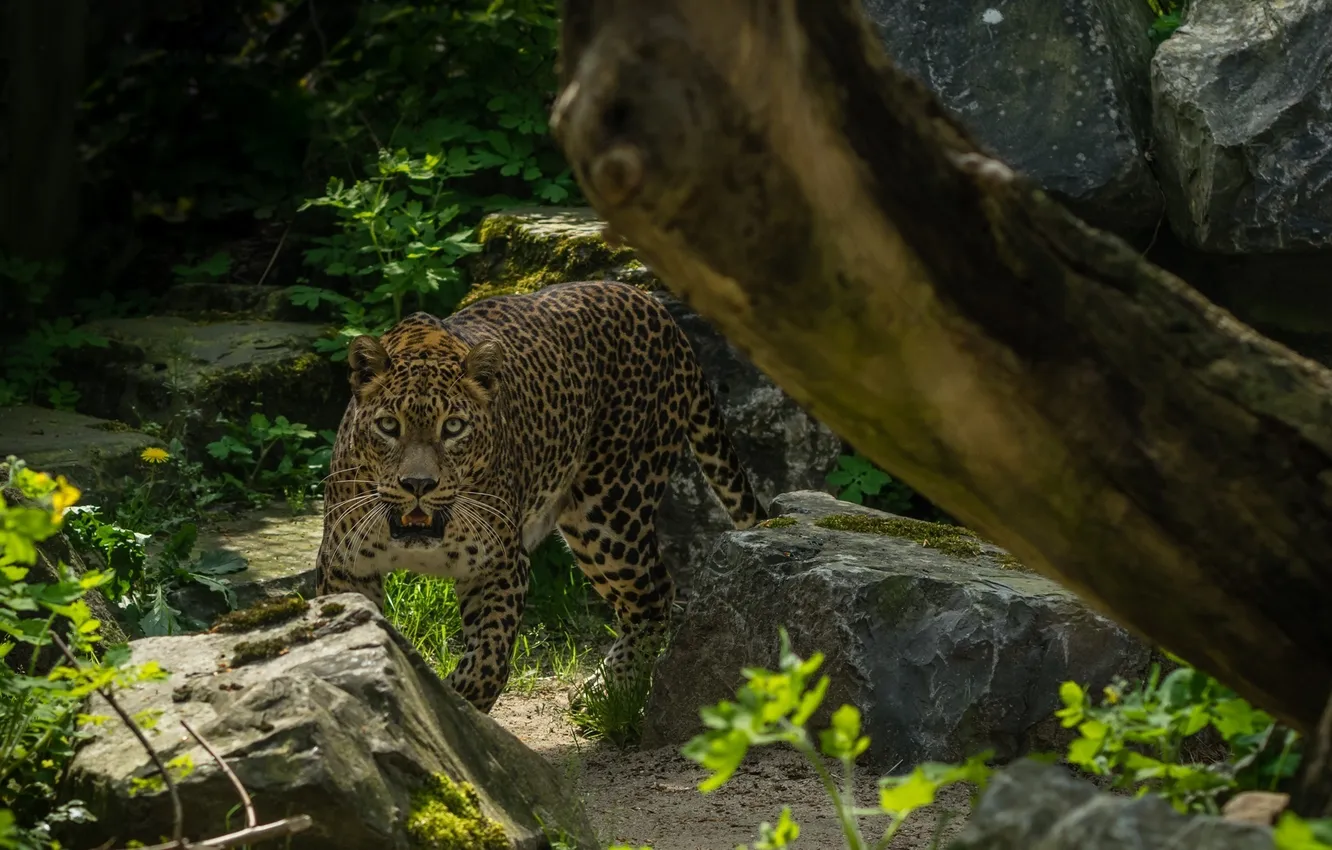 Фото обои морда, камни, заросли, хищник, леопард, дикая кошка