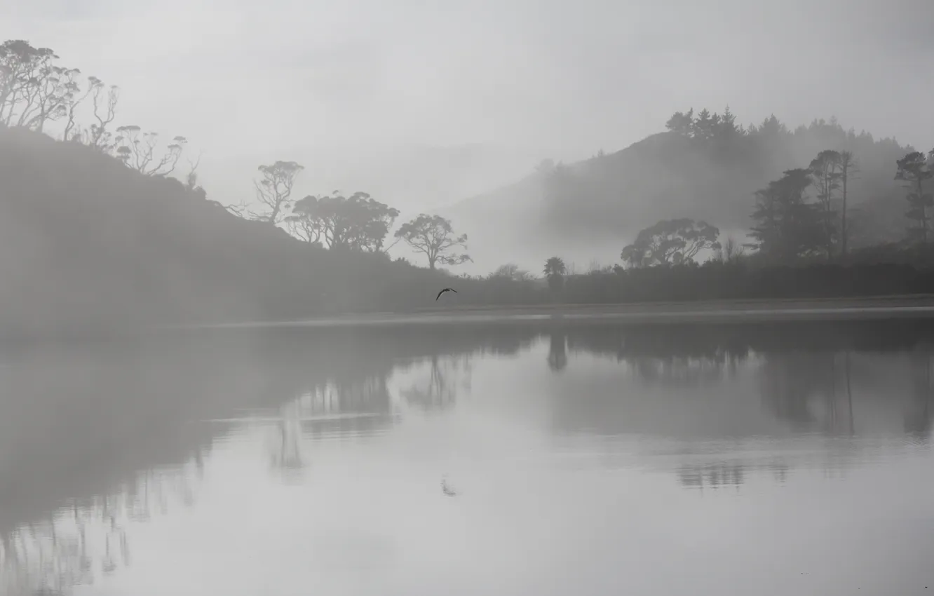 Фото обои деревья, туман, озеро, отражение, холмы, птица