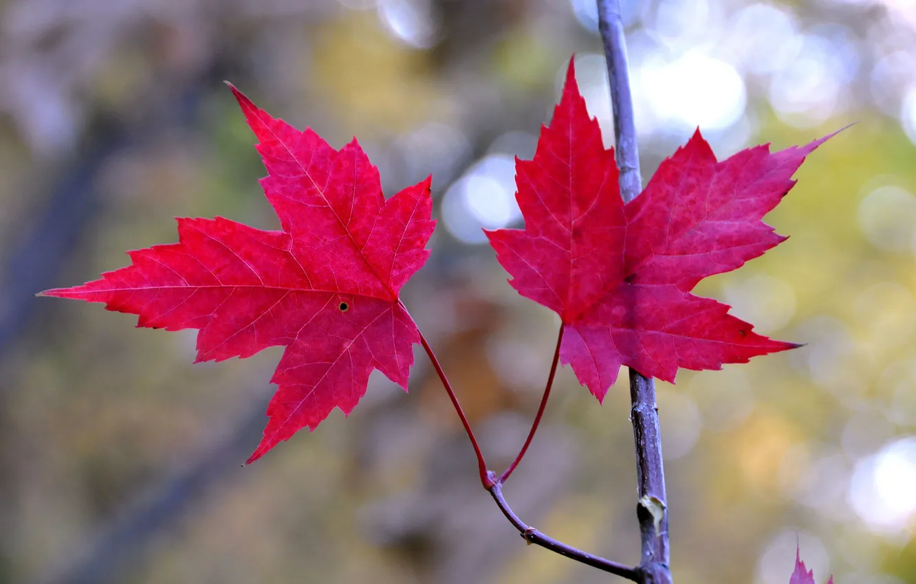 Фото обои осень, листья, ветка, клен, багрянец