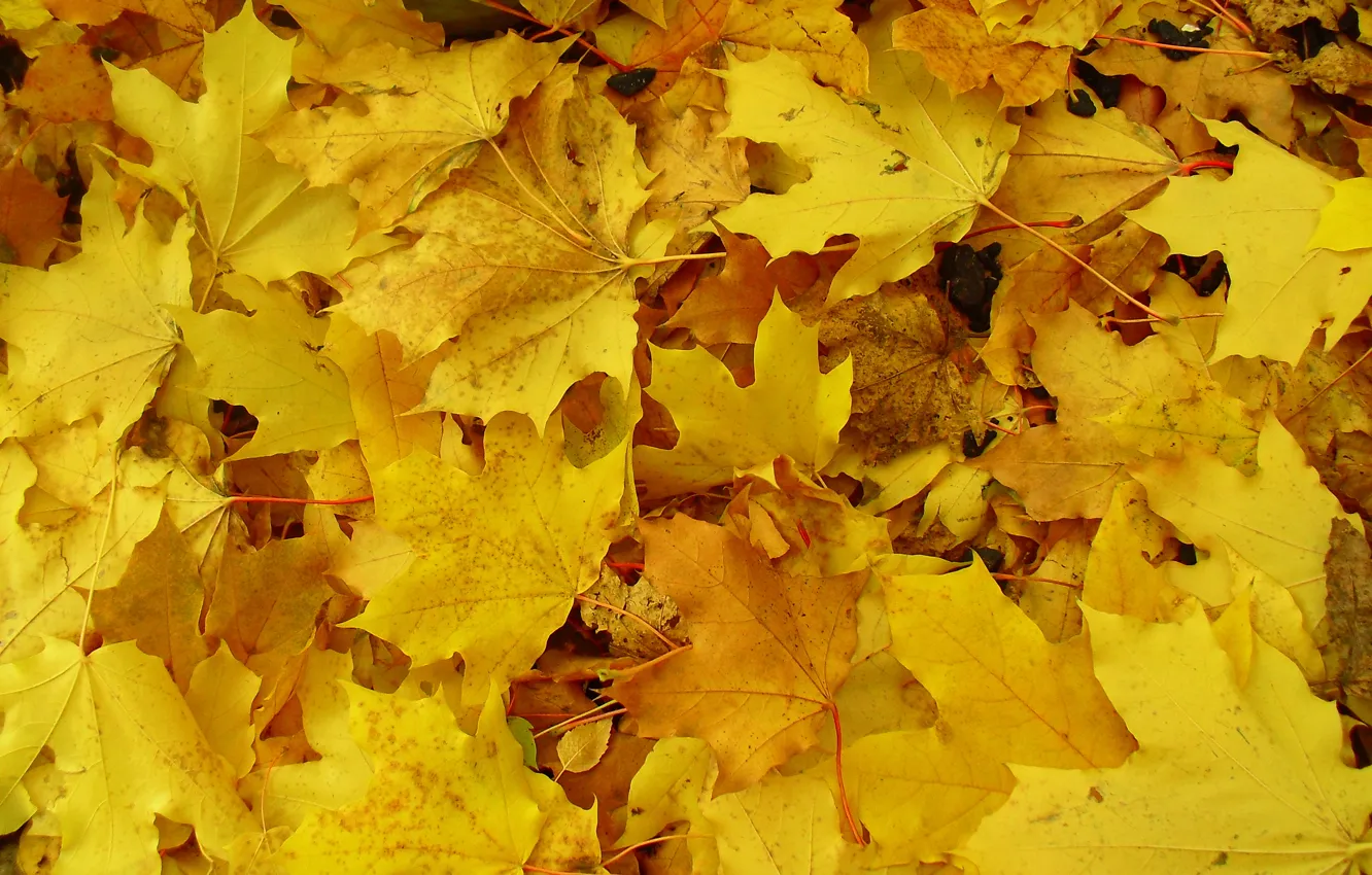 Фото обои осень, макро, жёлтый, земля, Листья, покрывало