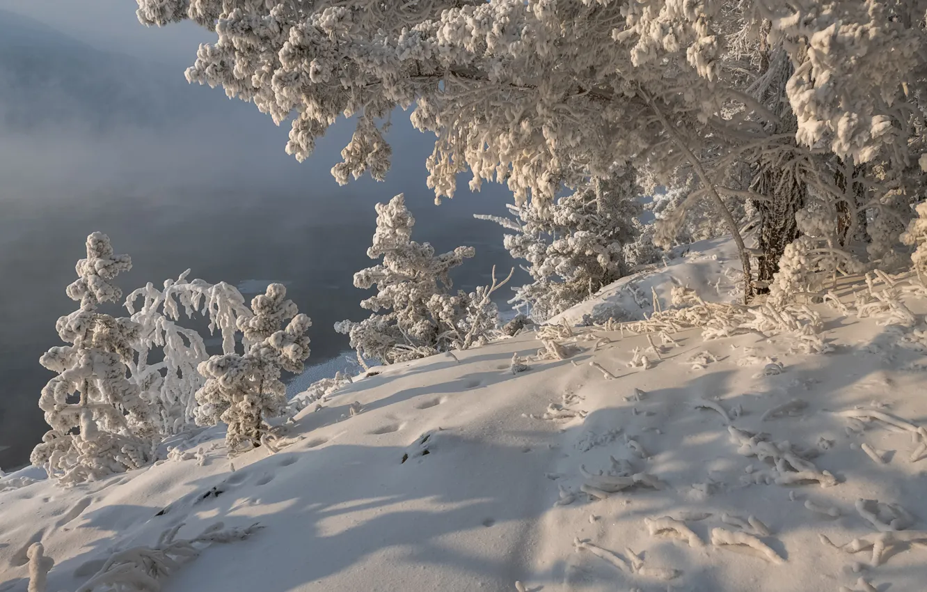 Фото обои зима, снег, деревья, природа, мороз, Сибирь, Марина Фомина