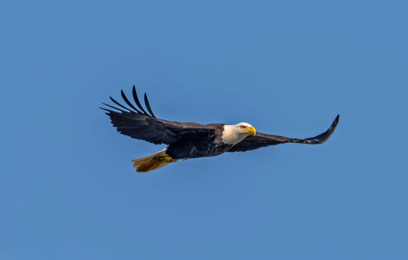 Фото обои полет, орел, крылья, голубое небо, белоголовый орлан, живая природа