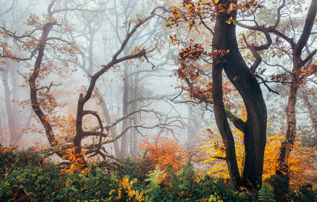 Фото обои осень, лес, Англия, дымка, Peak District
