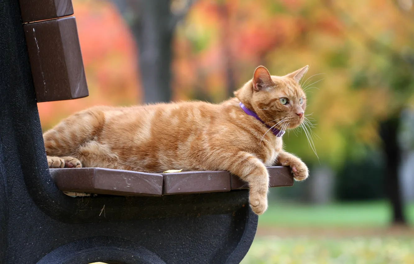 Фото обои осень, кот, скамейка, рыжий, боке, рыжий кот