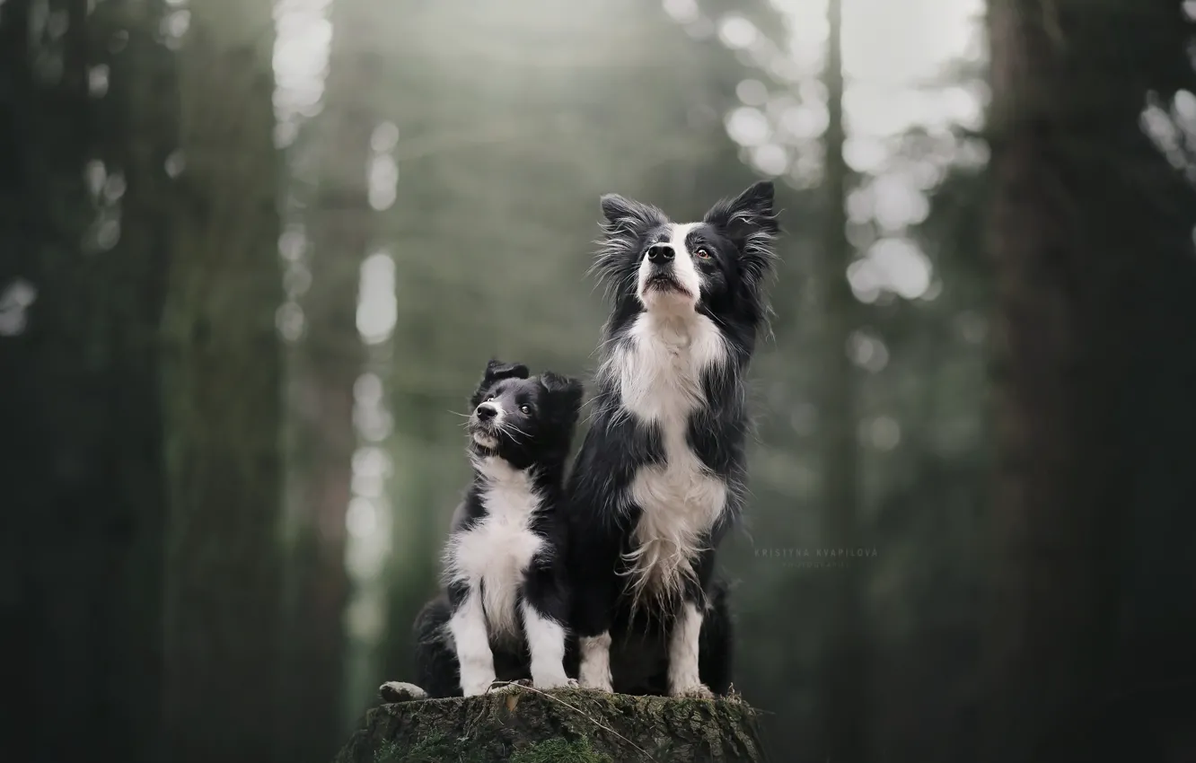 Фото обои лес, собаки, фон