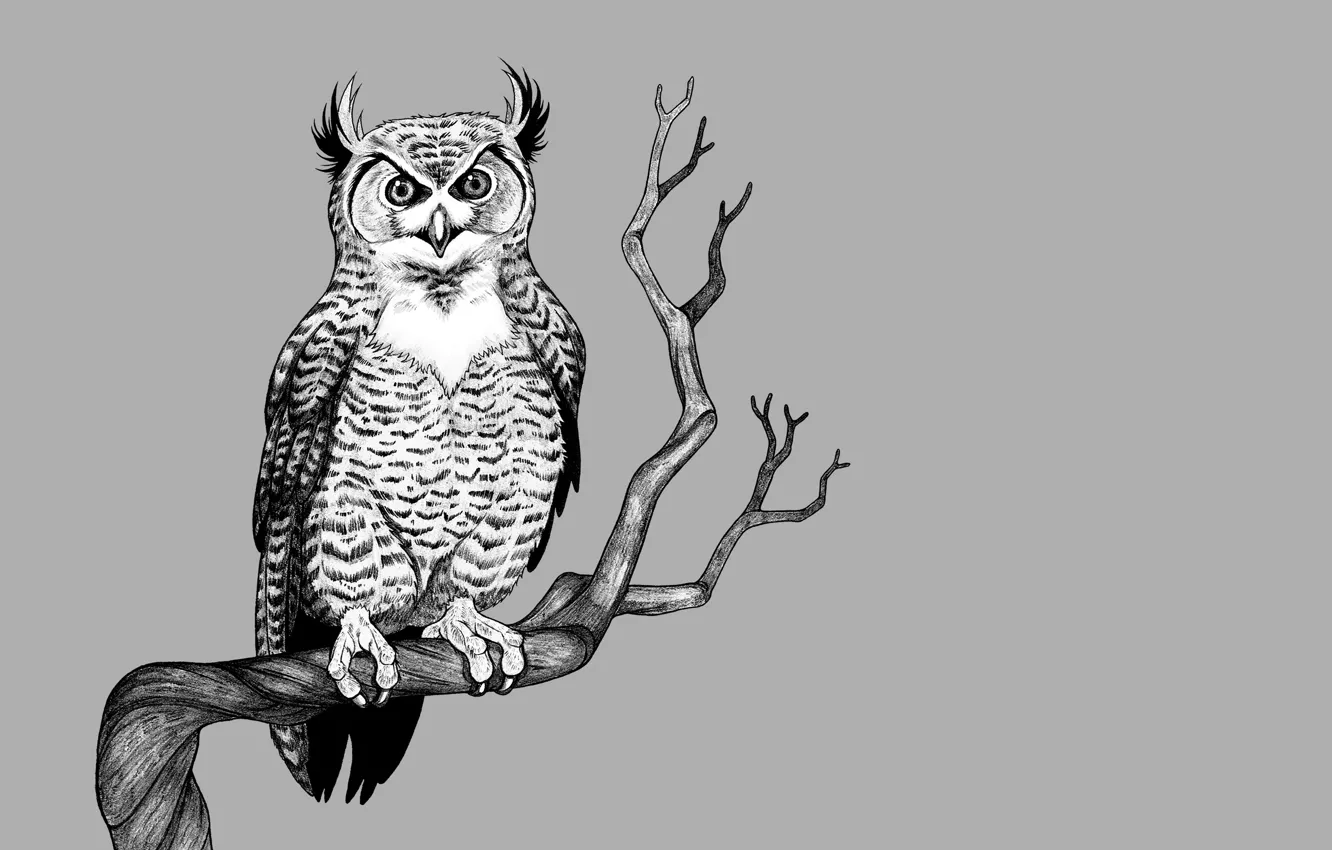 Фото обои дерево, сова, птица, ветка, светлый фон, owl