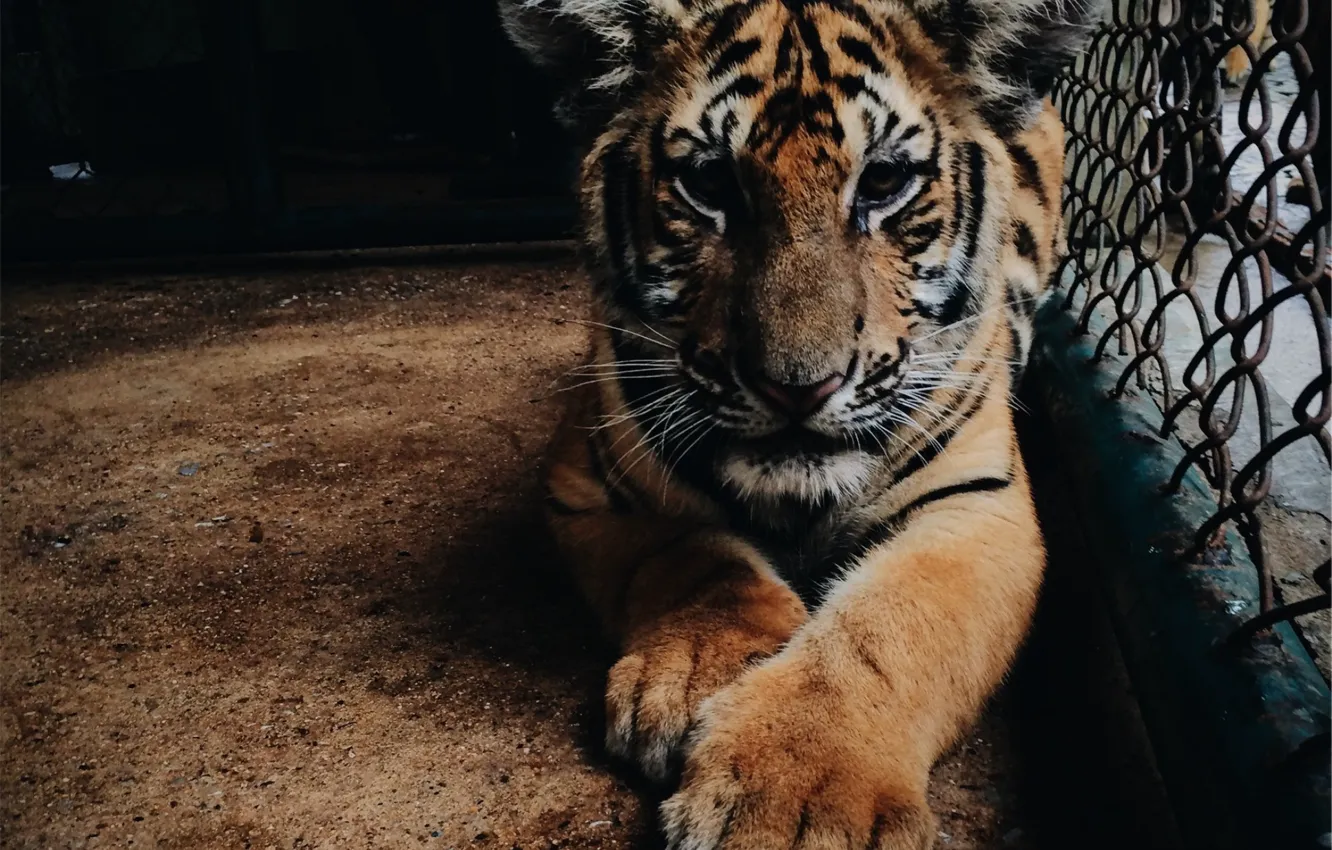 Фото обои морда, тигр, клетка, лапы, тигрёнок, вольер