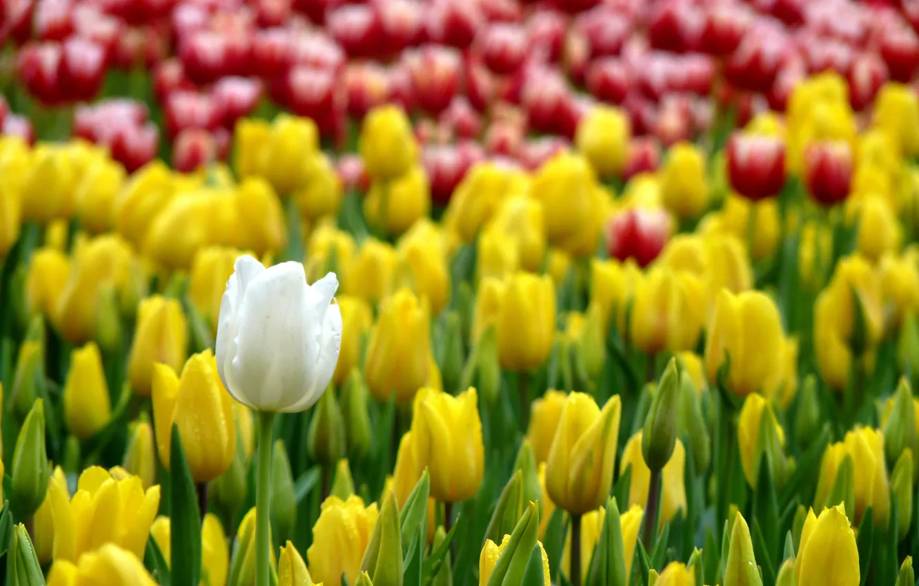Фото обои Весна, Тюльпаны, Spring, Tulips