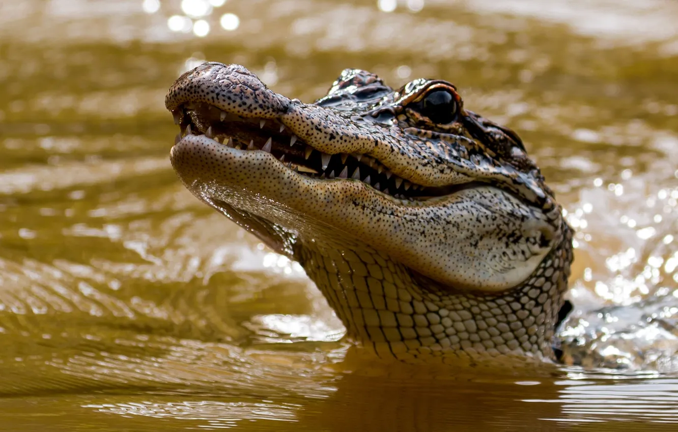 Фото обои морда, вода, голова, крокодил, зубки, аллигатор