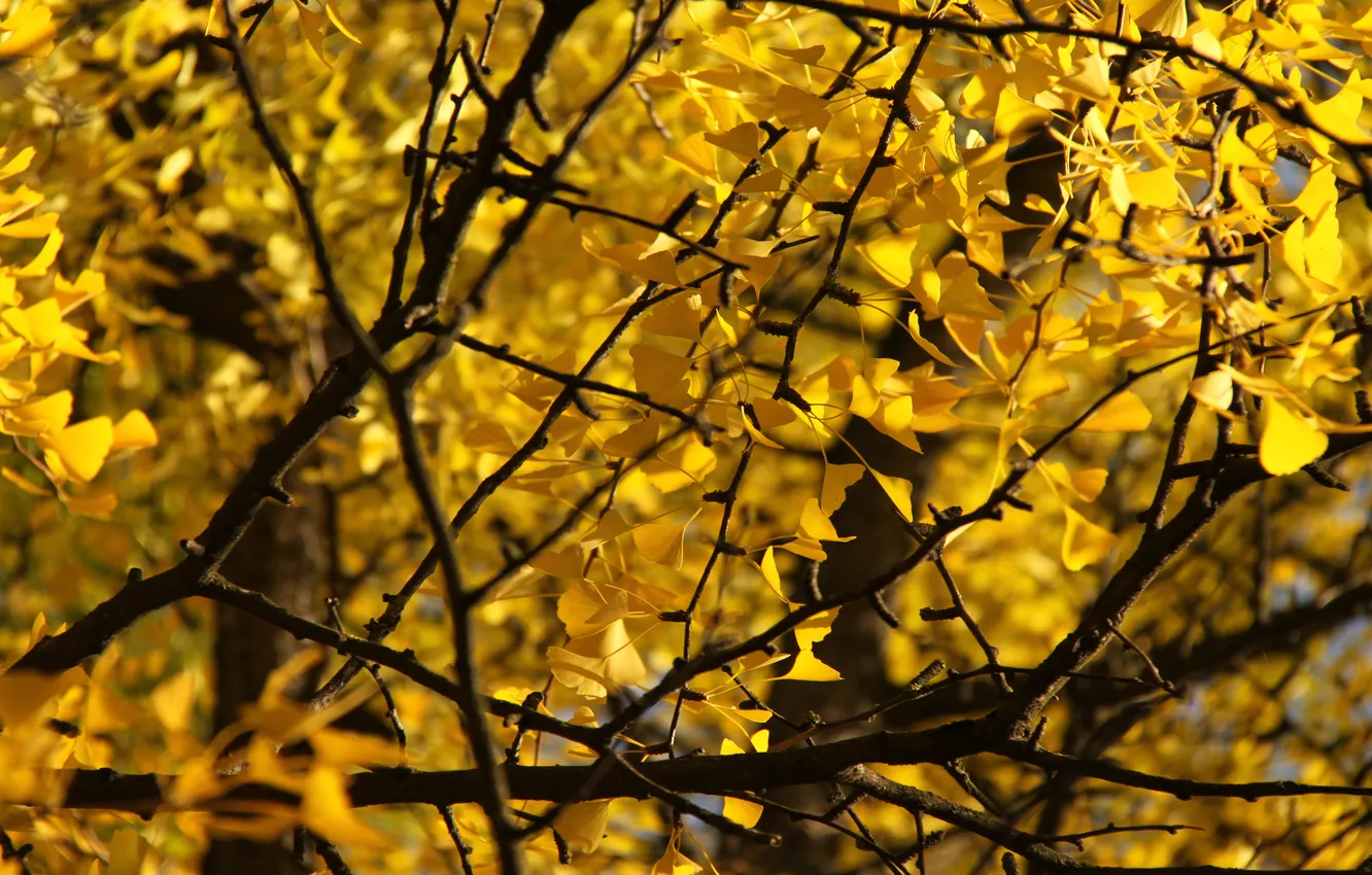 Фото обои макро, деревья, ветки, листики, жёлтая листва