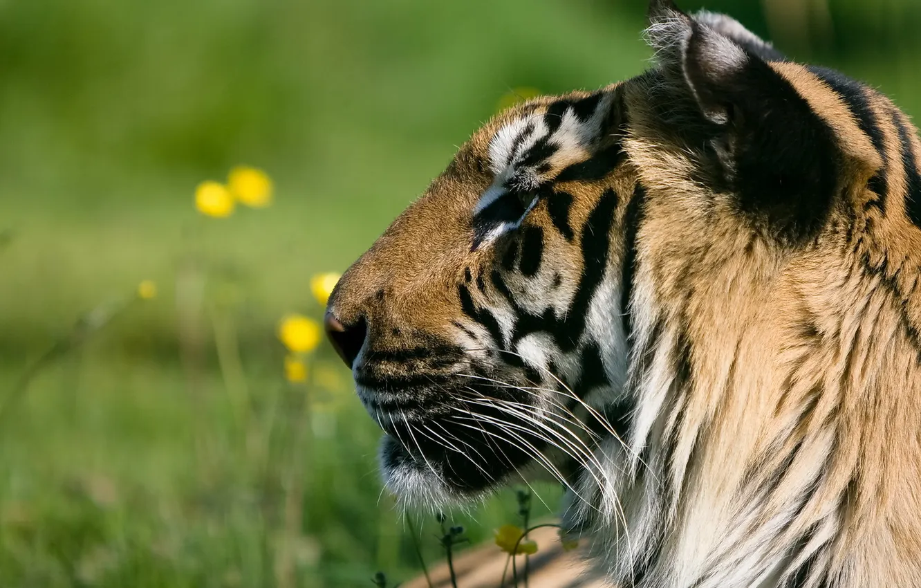 Фото обои морда, тигр, хищник, профиль