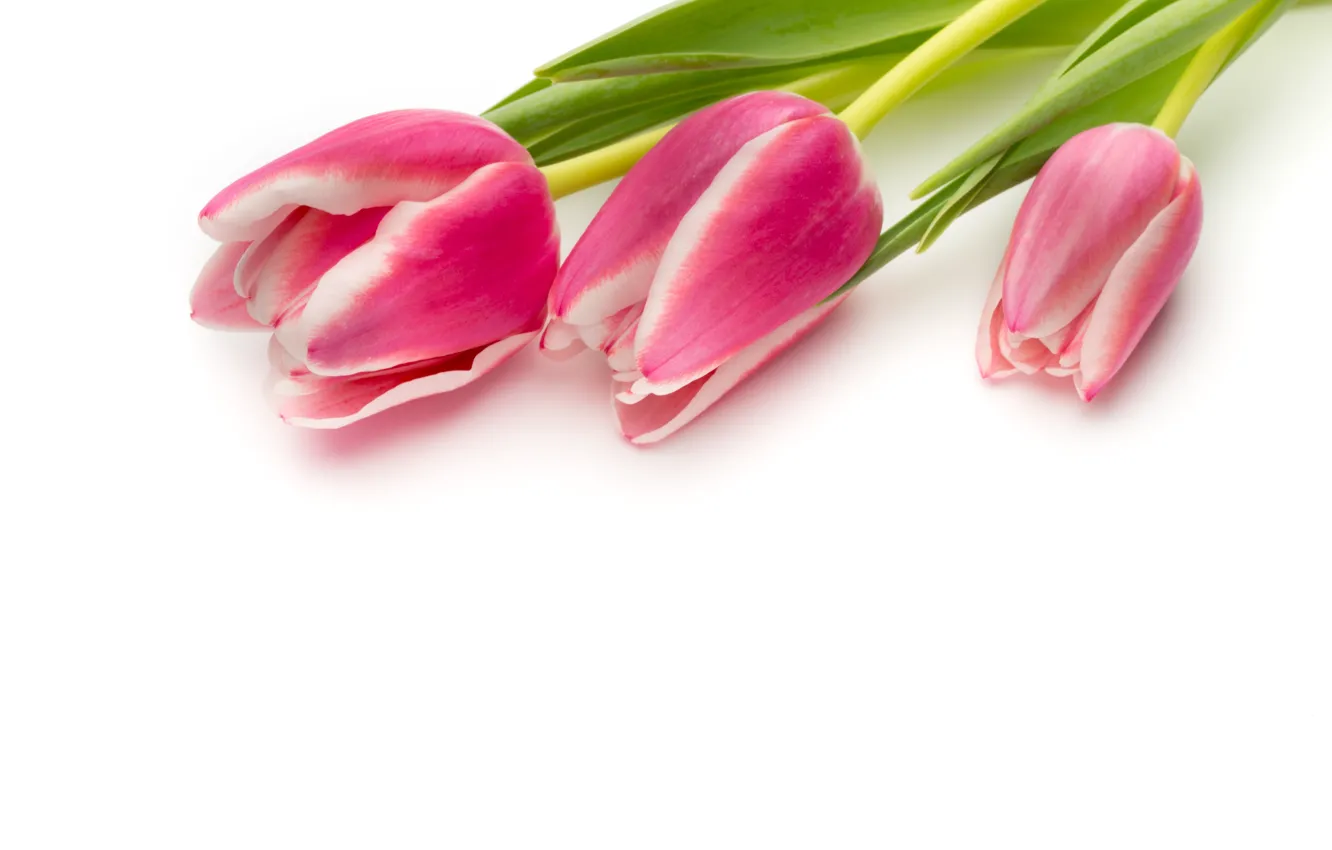 Фото обои цветы, букет, fresh, pink, flowers, beautiful, tulips, розовые тюльпаны