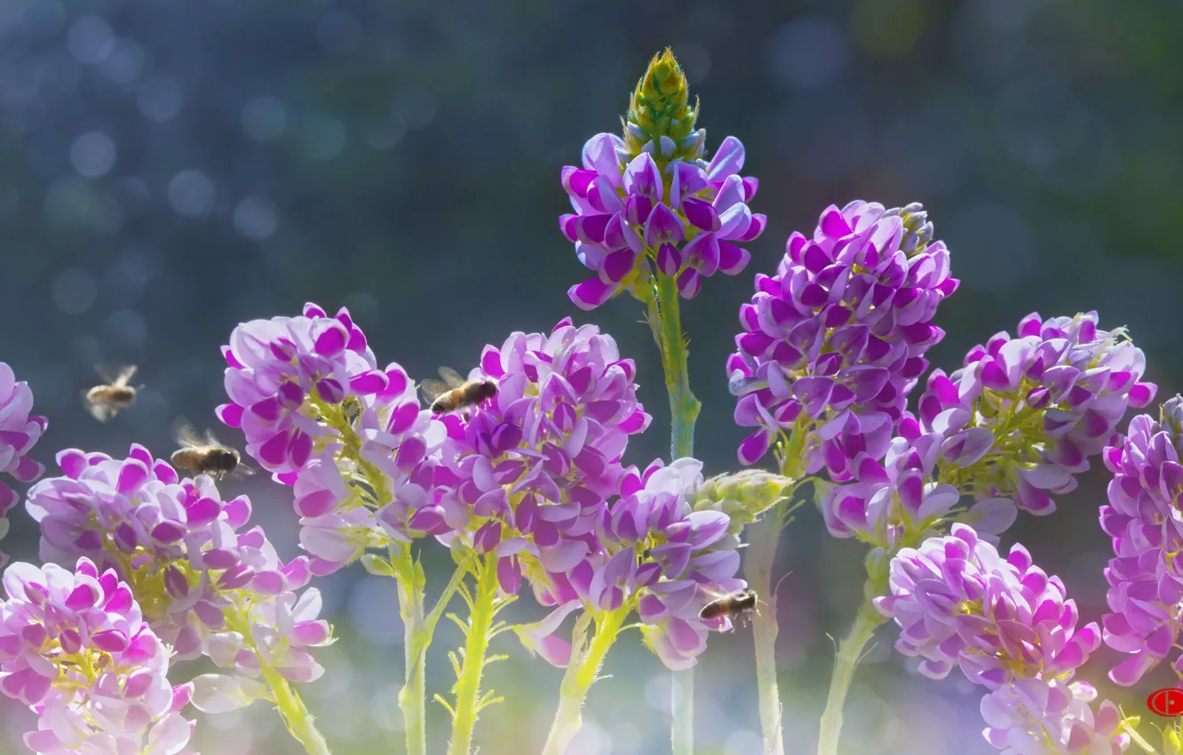 Фото обои цветы, природа, красивые, by duongquocdinh