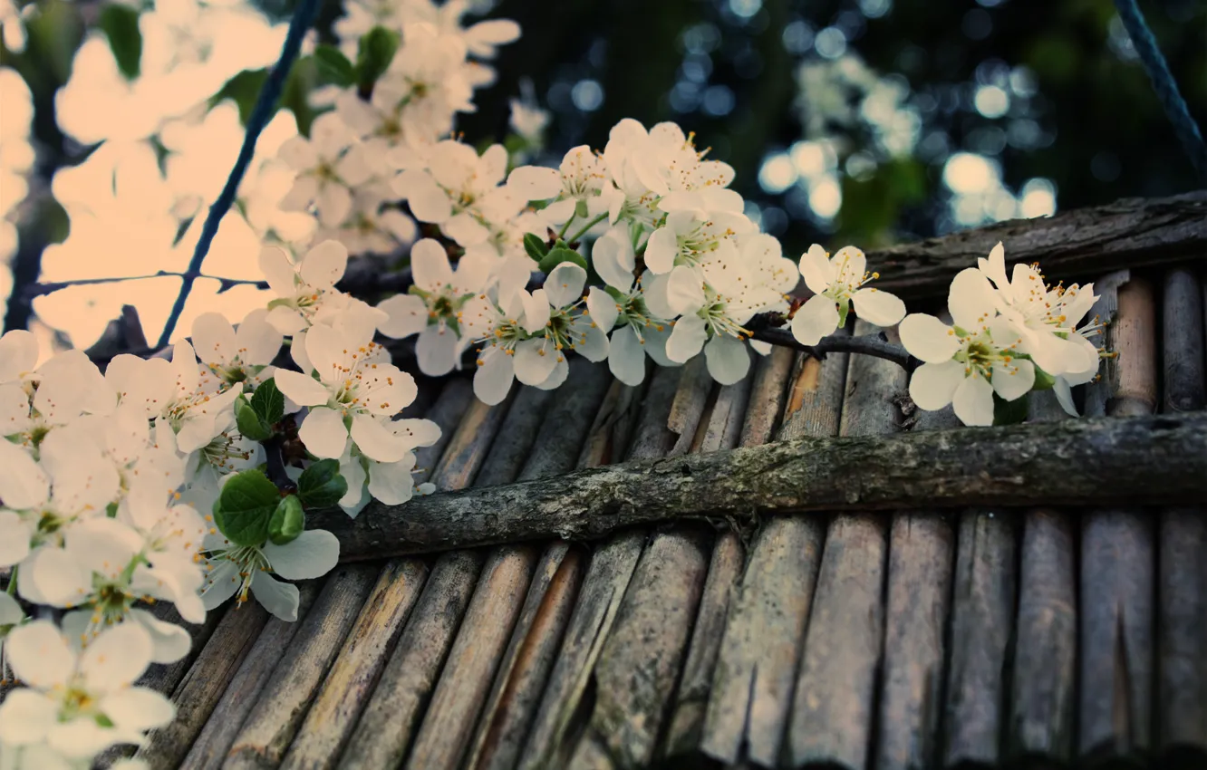 Фото обои макро, вишня, блики, дерево, ветка, весна, палочки, размытость