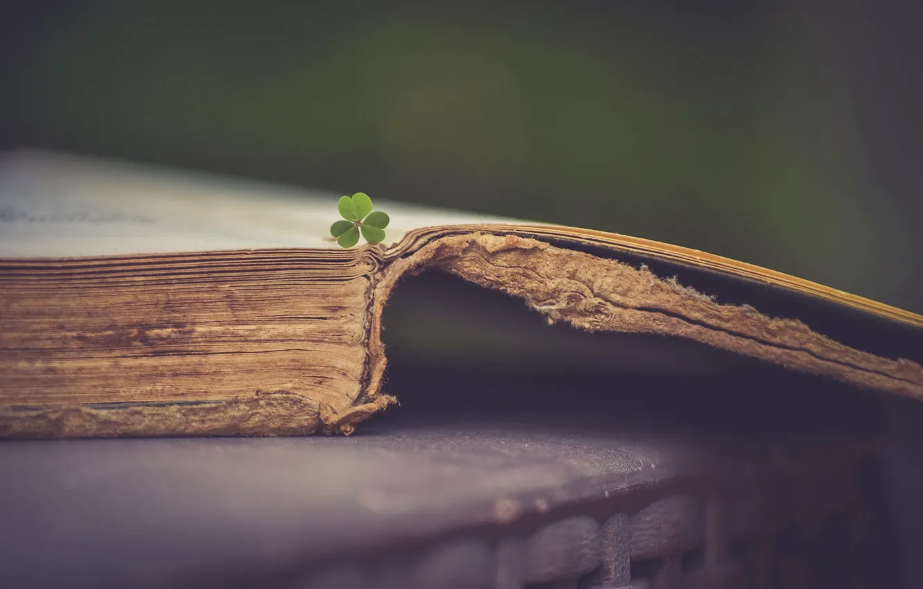 Фото обои фон, книга, клевер