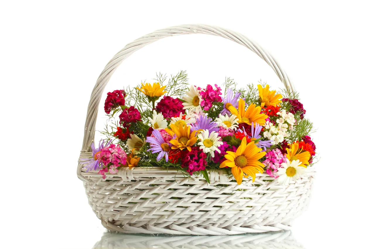 Фото обои цветы, корзина, ромашки, белый фон, разноцветные, гвоздики