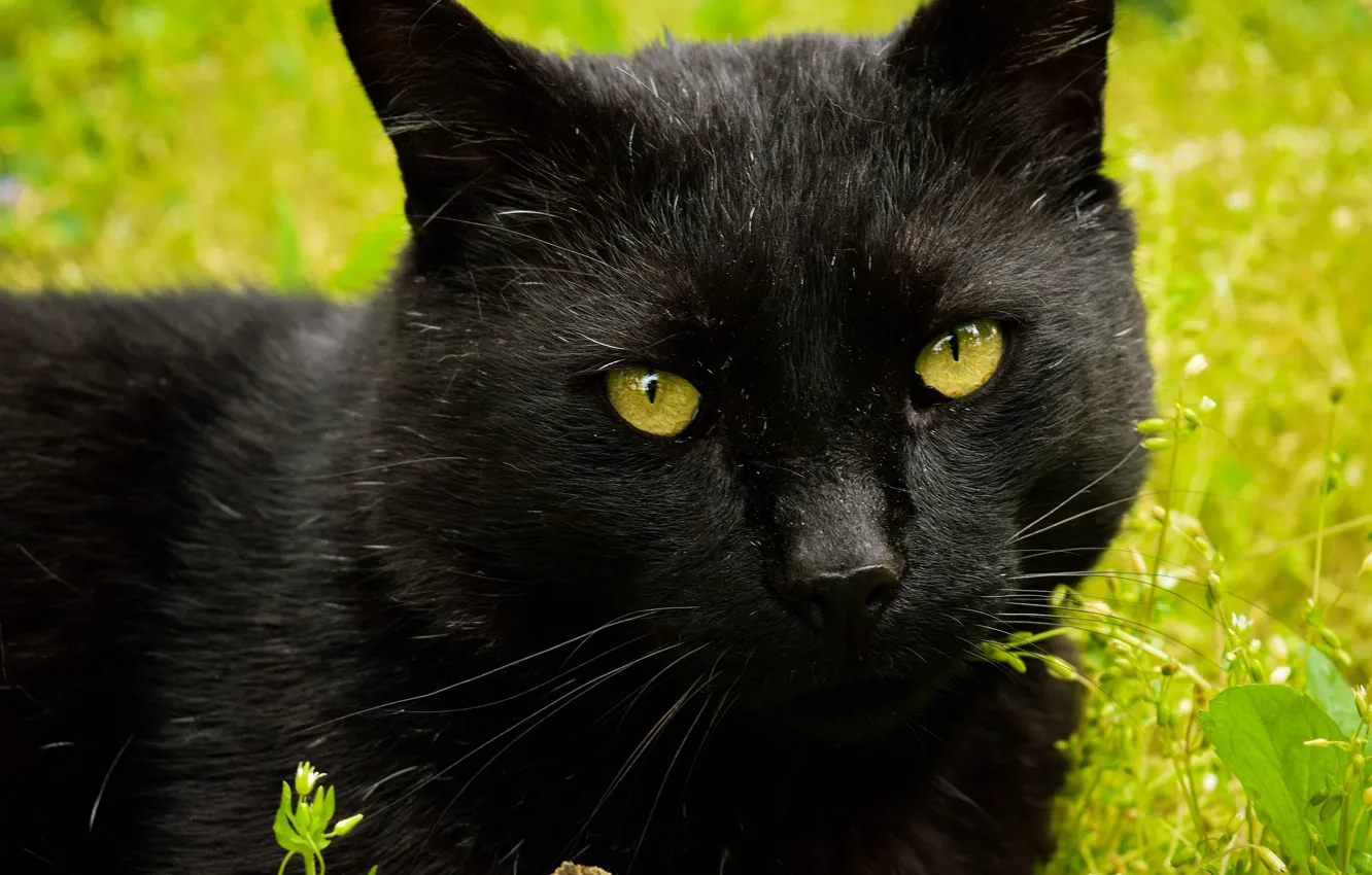 Фото обои кошка, кот, взгляд, морда, крупный план, черный, портрет, зеленый фон