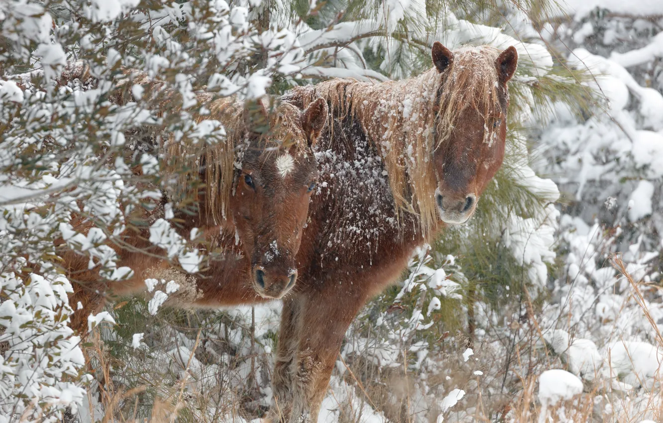 Фото обои зима, снег, кони, лошади