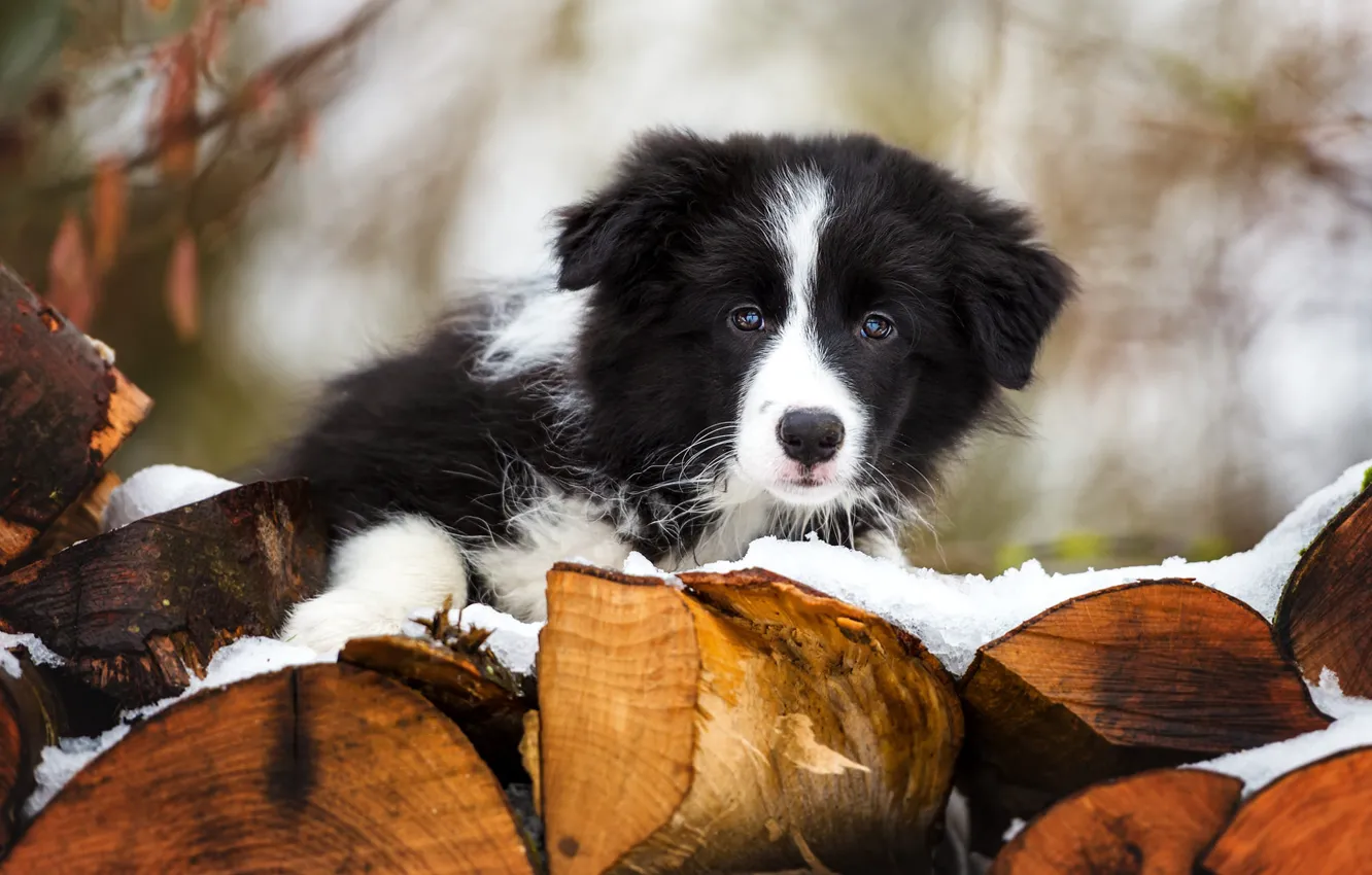 Фото обои зима, взгляд, снег, фон, черно-белый, портрет, собака, малыш