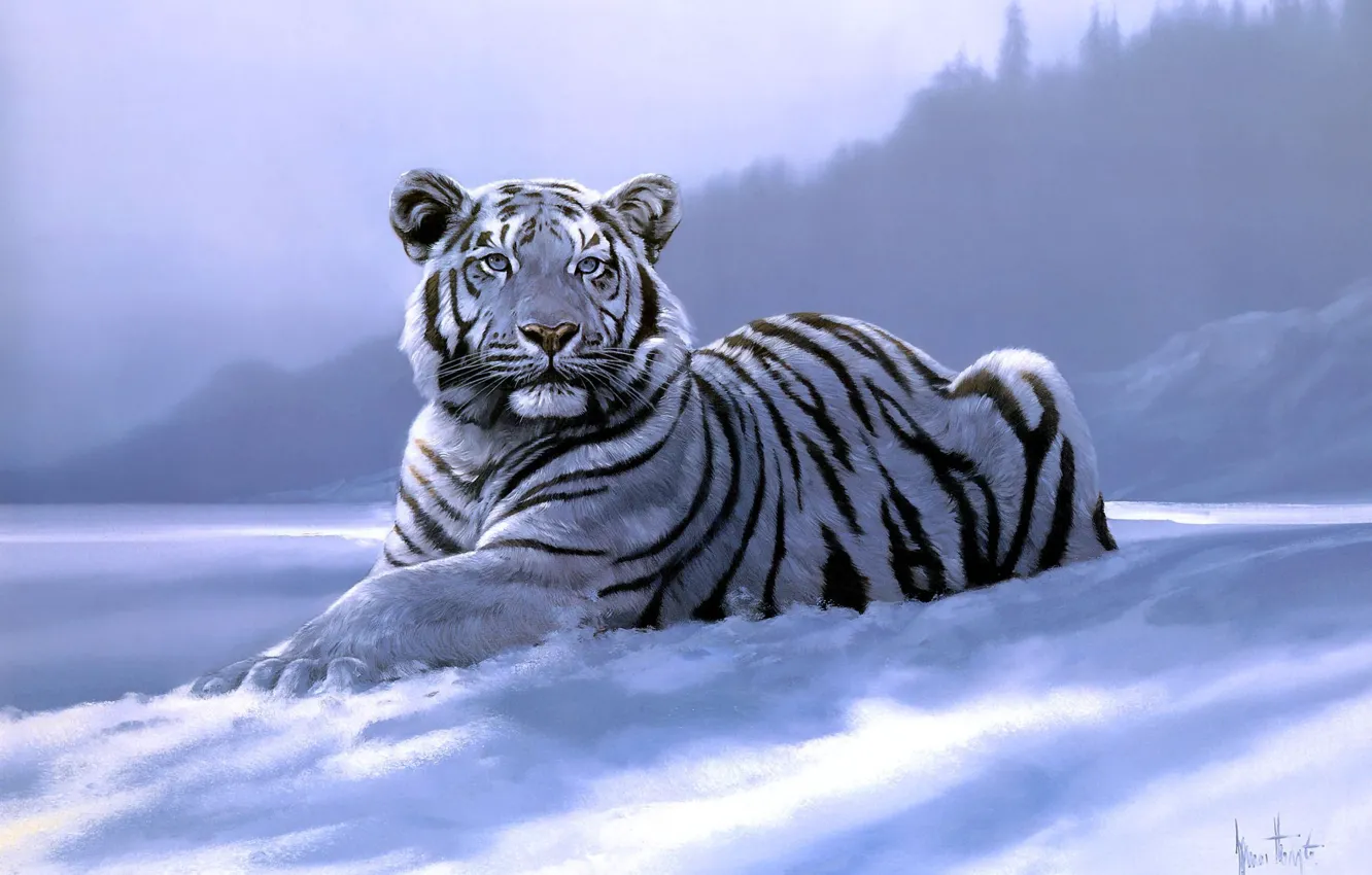 Фото обои тигр, арт, Spencer Hodge, Siberian Tiger