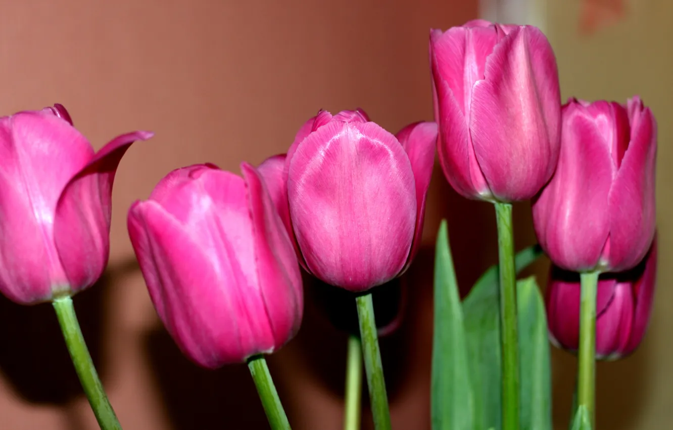 Фото обои букет, весна, тюльпаны