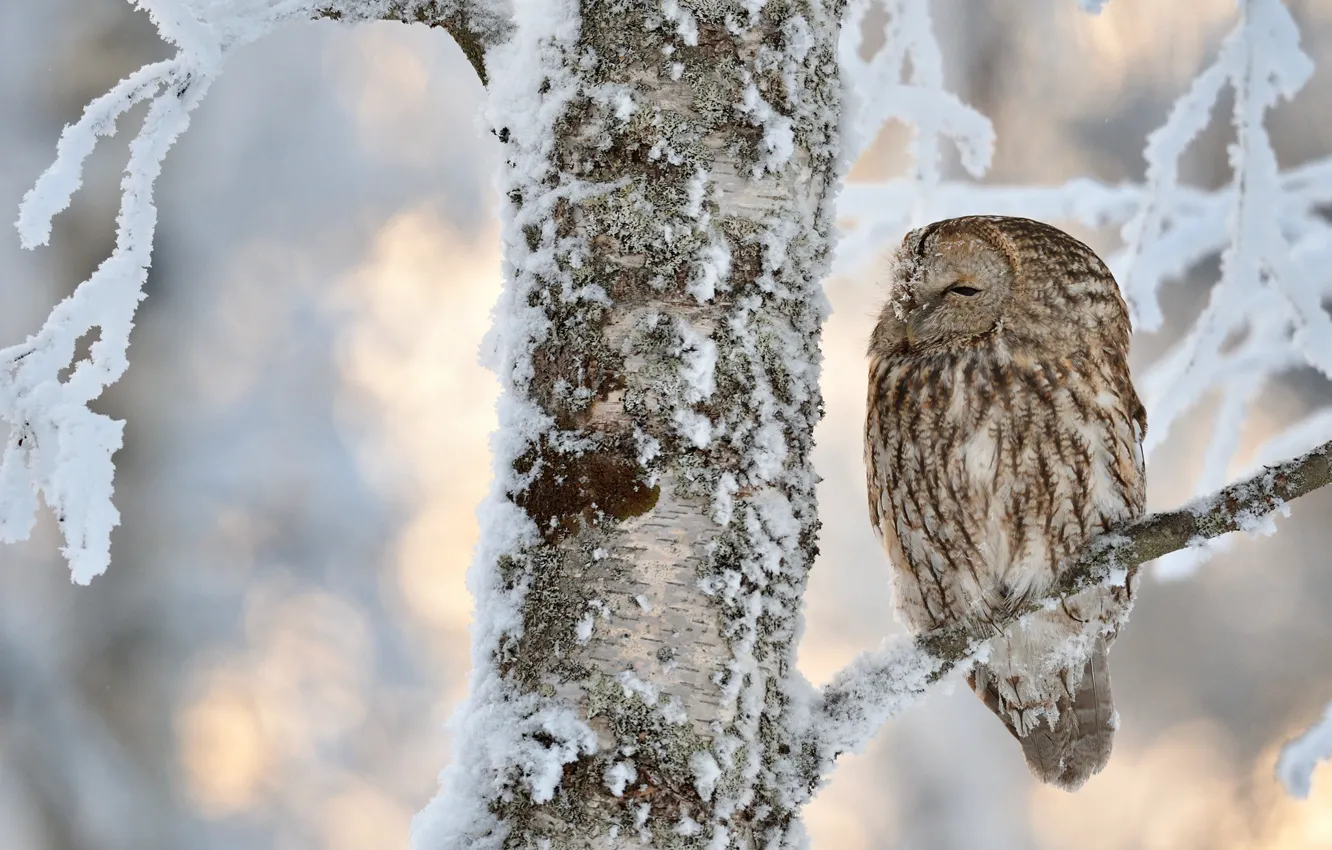 Фото обои зима, иней, снег, деревья, ветки, природа, сова, птица