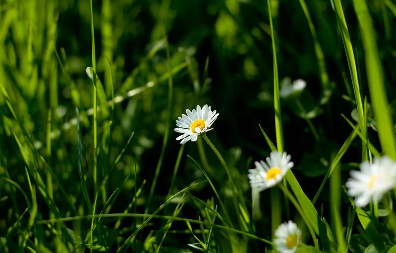 Фото обои цветы, природа, ромашки, макро трава