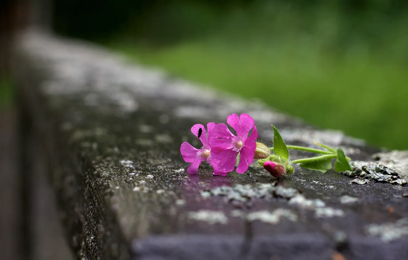 Фото обои цветы, насекомое, розовые, боке