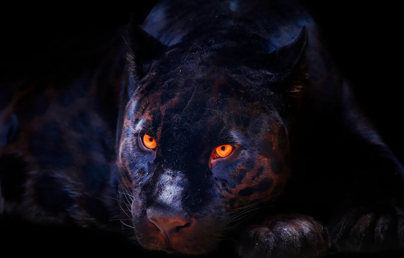 Фото обои Черная, Пантера, Глаза, Морда, Хищник, Дикая кошка, Тёмный фон, Большая кошка