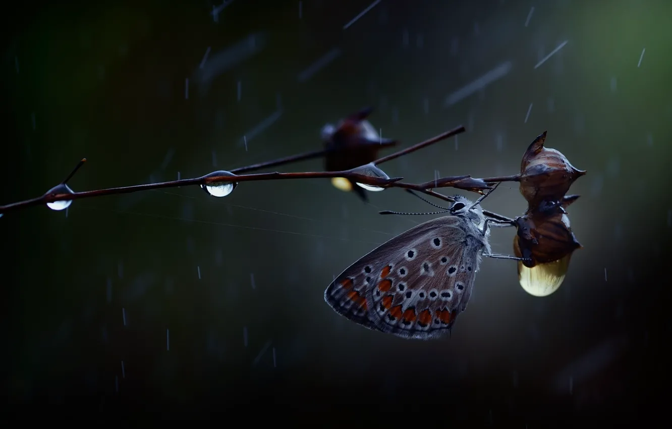 Фото обои капли, макро, дождь, бабочка, ветка