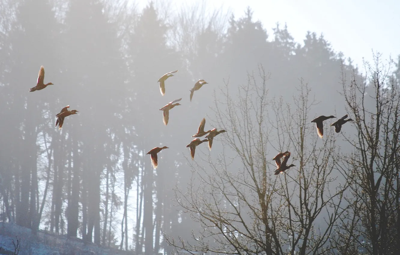 Фото обои птицы, природа, туман, весна, утро